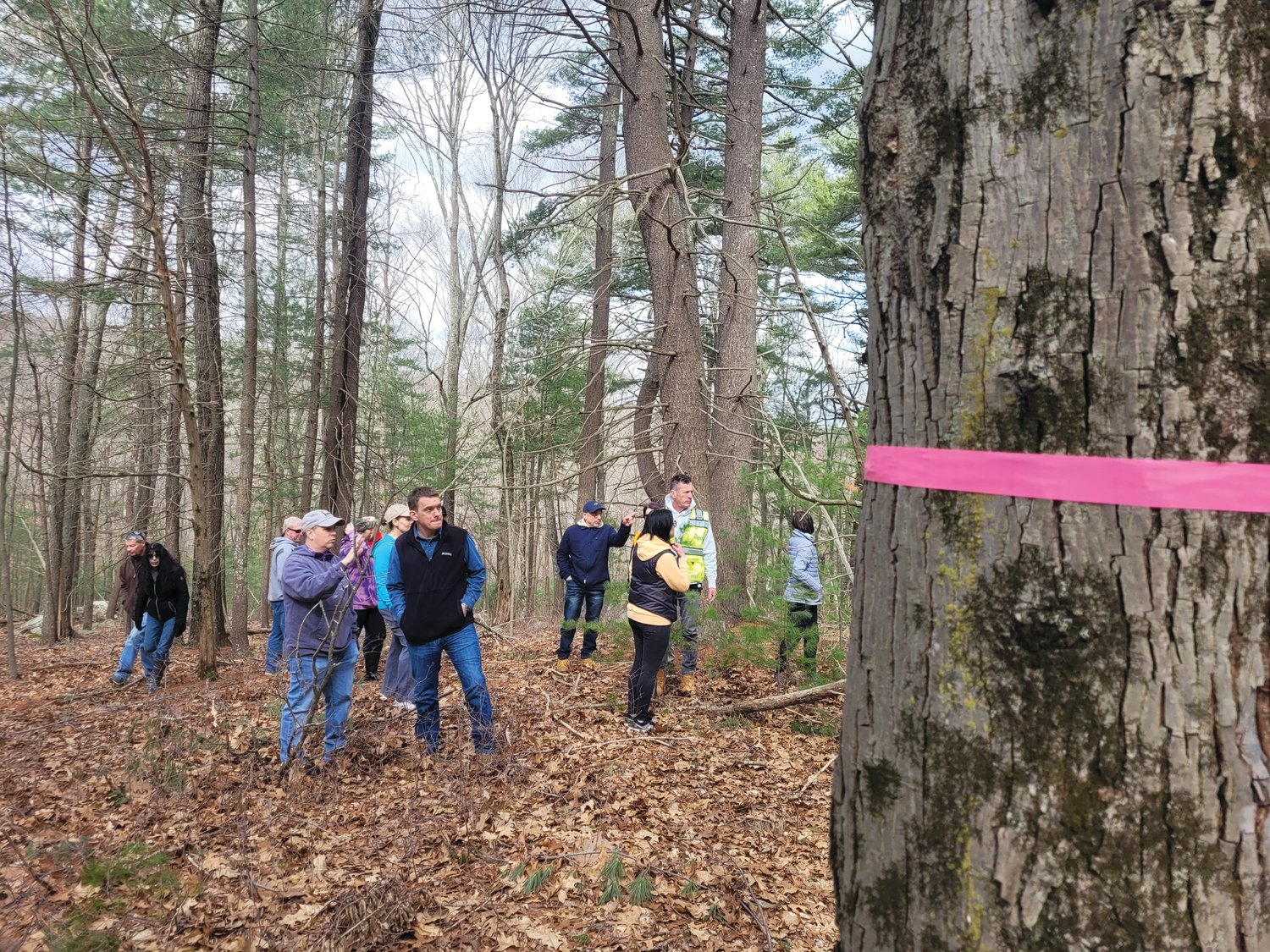 TIE A PINK RIBBON: The group eventually made its way into the woods, where they trekked to find pink ribbons marking the likely fence-line that will be built to encircle the new solar fields. The ribbons are clearly visible from Rollingwood Drive backyards.
